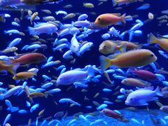 -成都浩海立方海洋公园