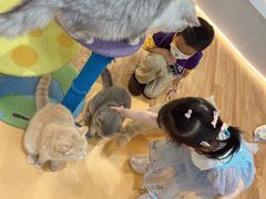 -COLOR PETS 撸猫馆·购猫·猫咖(长风大悦城店)