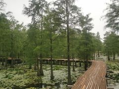 -池杉湖湿地公园