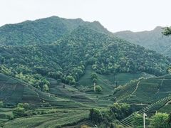 -龙坞茶村