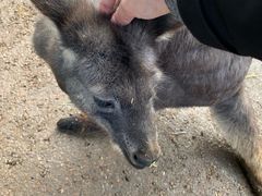 -费瑟代尔野生动物园