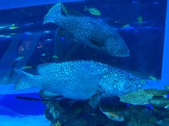 -成都浩海立方海洋公园