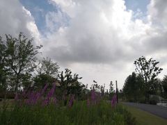 -上海长兴岛郊野公园