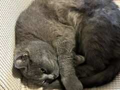 -春笙食堂.丼饭拉面寿司(GOGO新天地店)