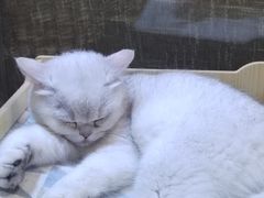 -藏猫猫咖啡主题馆(中央大道店)