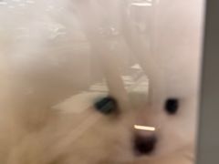 -FAELING PETS美天灵宠物(合生汇店)