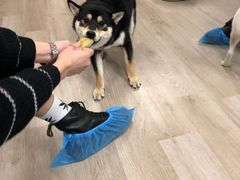 -柴迷FANS CLUB·柴犬狗咖·猫咖