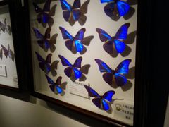 android_upload_pic-上海昆虫博物馆