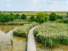 -盐城丹顶鹤湿地生态旅游区