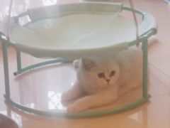 -lincat·猫舍(广州店)