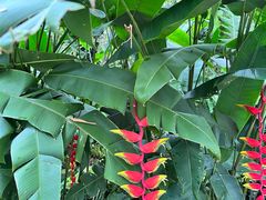 -中国科学院西双版纳热带植物园