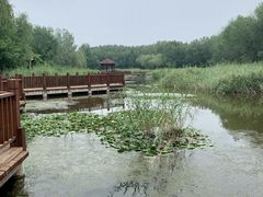 -塘沽森林公园