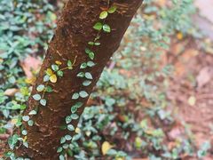 -上海佘山国家森林公园天马山园