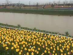 -荷兰花海