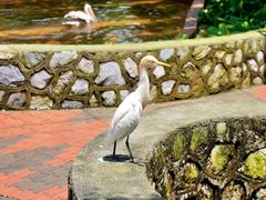 -吉隆坡雀鸟公园