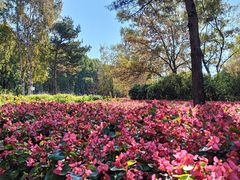 -黑龙江省森林植物园