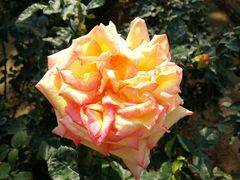 -人民公园(罗湖区)