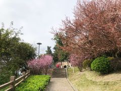 -铁山坪森林公园