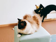 -猫在这儿猫咪咖啡馆·撸猫馆