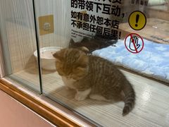 -屋虎猫馆(宝安大仟里店)