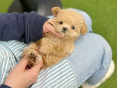 -萌宠之家·腊肠犬·马尔泰·小体犬舍