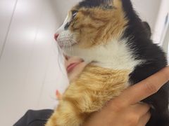 -瑞派康怡24h宠物医院·犬猫医疗中心·微创绝育(瑞景分院)