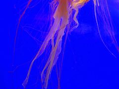 -上海海洋水族馆