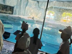 -帝企鹅自助餐厅•儿童岛•真企鹅(长隆企鹅酒店)