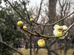 -香雪海