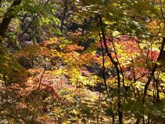 -天女山森林公园