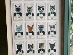 -喵屿·大理花园猫咖