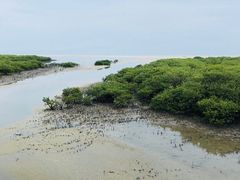-北海金海湾红树林生态旅游区