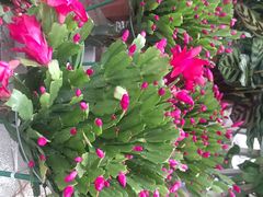 -秦美花卉(天朗·莱茵小城2期店)