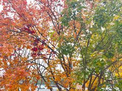 -奈雪的茶(中粮祥云小镇店)