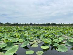 -上海海湾国家森林公园