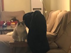 -Bastet sally猫舍购宠(静安店)