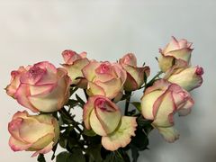 -金陵花卉交易市场