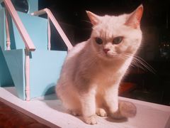 -猫小院猫主题餐厅(三里屯店)