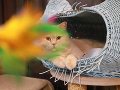 -爱侣宠医·鹦鹉专科·小型哺乳类·异宠专科(灵石路店)