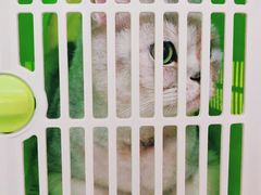 -申普宠物医院·心脏介入·心血管微创(总院)