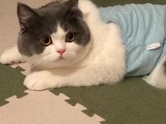-老吴的猫·猫舍(新区店)