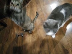 -猫友咖啡店(玉林西路店)