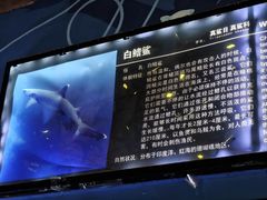 -烟台海昌鲸鲨海洋公园