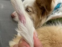 -瑞派申生动物医院·24H夜诊·国际动物医疗中心·骨外科(吴中路店)