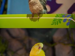-正佳雨林生态植物园
