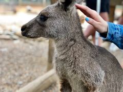 -费瑟代尔野生动物园