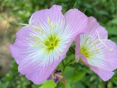 -石家庄市植物园