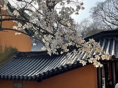 -灵谷景区