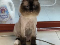 -老吴的猫·猫舍(新区店)