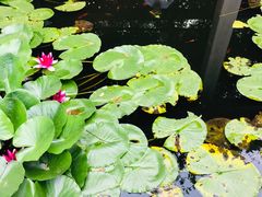 -食家鸽园